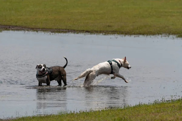 夏の雨の後 湖の岸近くの水溜りで遊んで追いかけ合う二匹の犬 — ストック写真