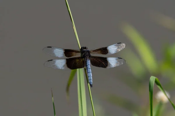 Male Widow Skimmer Dragonfly Perched Slender Green Plant Stem Pond — Stock Photo, Image