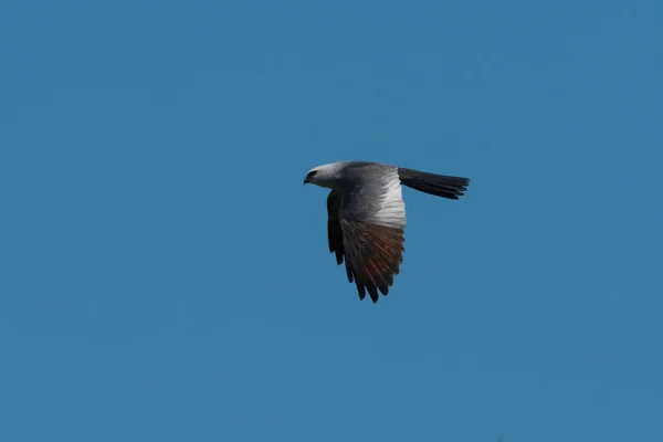 Mississippi Kite Flying Clear Blue Sky Its Wings Flapping Downward — 스톡 사진