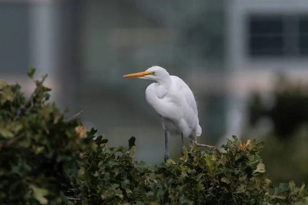 Great White Egret Perched Top Tree Utswmc Rookery Dallas Texas — Stock Photo, Image