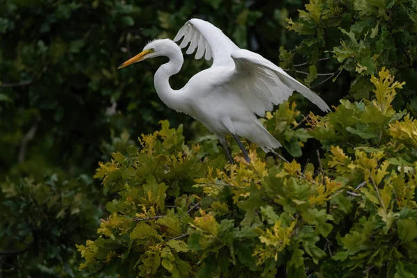 Grande Egret Branco Com Suas Asas Espalhadas Para Equilíbrio Como — Fotografia de Stock