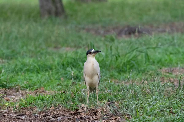 Svart Krönt Night Heron Står Gräset Utswmc Rookery Dallas Texas — Stockfoto