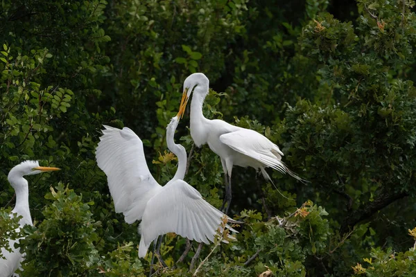 Novato Great White Egret Nido Rookery Utswmc Atacando Agresivamente Uno — Foto de Stock