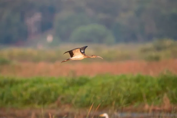 Ibis Rosto Branco Voando Sozinho Sobre Pântano Gramado Lago Refúgio — Fotografia de Stock