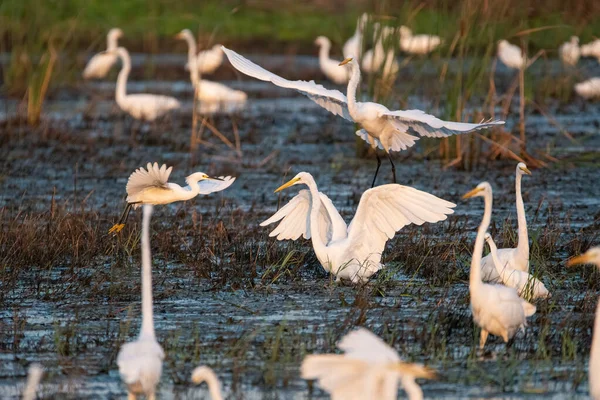 Una Gran Grulla Blanca Aterrizando Pantano Herboso Rodeado Por Una — Foto de Stock