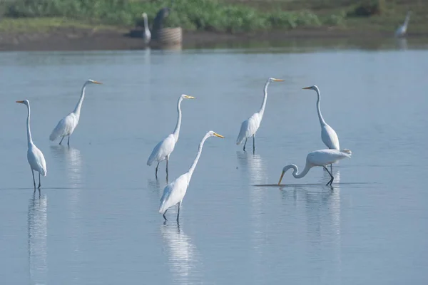 Una Pequeña Bandada Grandes Garzas Blancas Vadeando Parte Poco Profunda — Foto de Stock