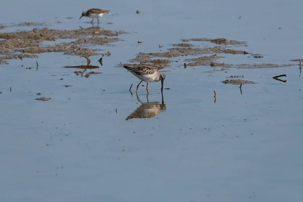 Gran Pájaro Patas Amarillas Reflejado Las Aguas Poco Profundas Piso —  Fotos de Stock