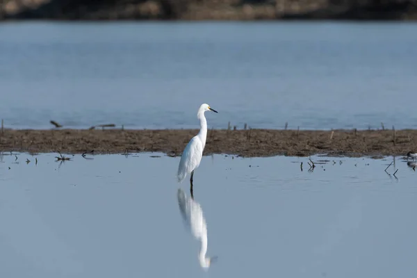 Egret Nevado Sobre Seu Reflexo Calma Águas Rasas Lago Perto — Fotografia de Stock