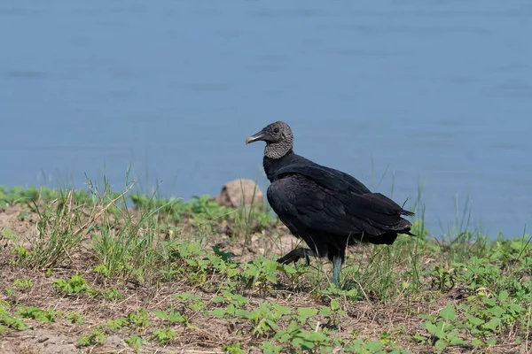 Black Vulture Buzzard Casually Strolling Grass Weeds Rocky Shore Lake — Stock Photo, Image
