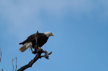 Heybetli ve güçlü bir Kel Kartal, Teksas, Dallas 'ta bir kış öğleden sonra White Rock Gölü yakınlarındaki bir ağacın tepesindeki tüneğin tepesinden arazisini gözlüyor..