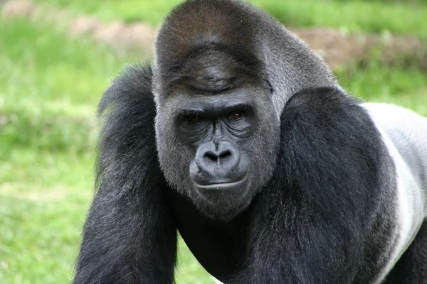 Olhar intimidante de gorila traseira prata — Fotografia de Stock