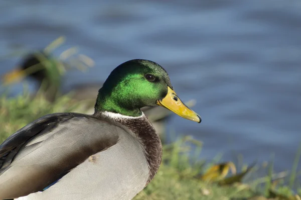 Fechar de um pato macho Mallard — Fotografia de Stock