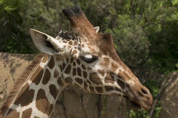 Profile of Giraffe Head and Face — Stock Photo, Image