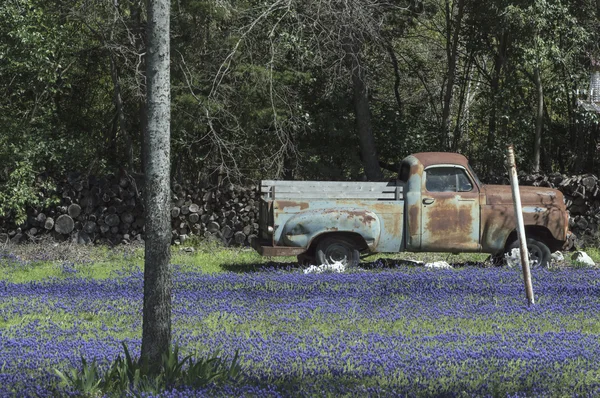 Elhagyott, rozsdás teherautó egy udvar tele Bluebonnets — Stock Fotó