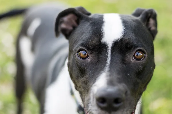 Siyah ve beyaz köpek kamera lense seyir closeup — Stok fotoğraf