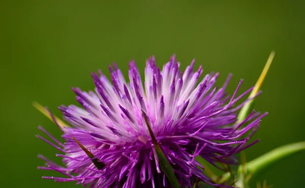 Milk thistle flower, silybum marianum — Stock Photo, Image