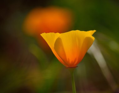 Eschscholzia californica izole