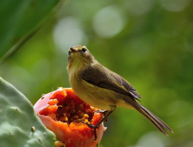 Phylloscopus canariensis inciri üzerinde