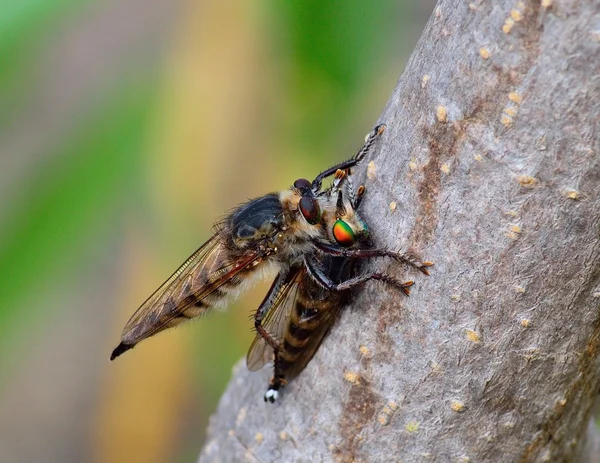 Robber fly trapping outro ladrão mosca — Fotografia de Stock