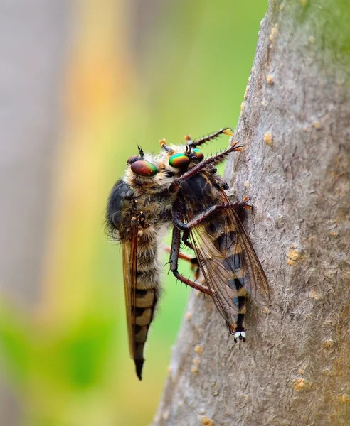Ladrón mosca atrapando a otro ladrón volar — Foto de Stock