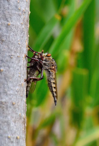 Robber fly trapping outro ladrão mosca — Fotografia de Stock