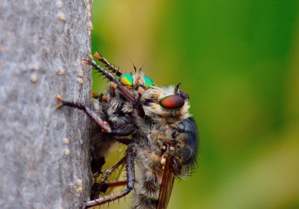 Ladrón mosca atrapando a otro ladrón volar — Foto de Stock