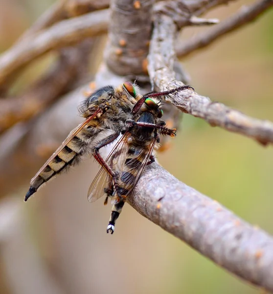 Ladrón mosca atrapando a otro ladrón volar — Foto de Stock