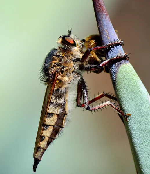 ムシヒキアブ小さな蜂のトラップ — ストック写真