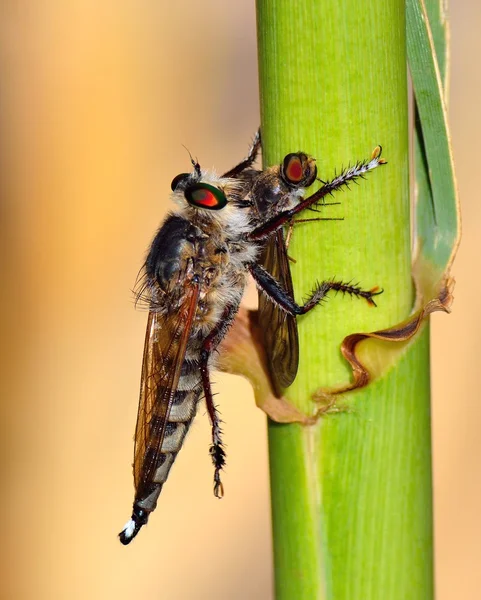 Грабитель ловит маленькое насекомое — стоковое фото