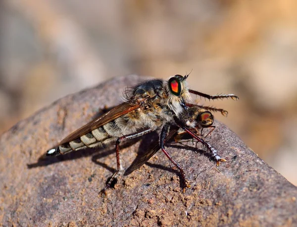 Грабіжник летить у пастку маленької комахи — стокове фото