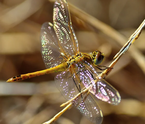 Малий Sympetrum бабка — стокове фото