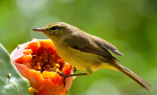 Phylloscopus canariensis på fikonkaktus — Stockfoto