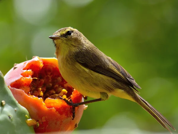 Phylloscopus canariensis en pera espinosa — Foto de Stock