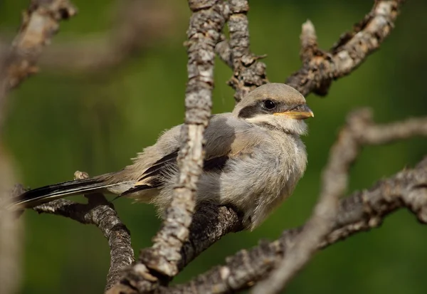 Young gray shrike — Stock Photo, Image