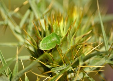 Küçük yeşil böcek ( Nezara viridula )