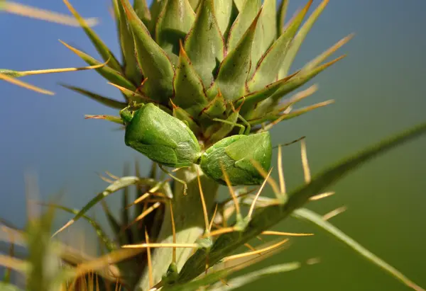 Un par de pequeños bichos verdes en el ritual de apareamiento, Nezara viridula —  Fotos de Stock