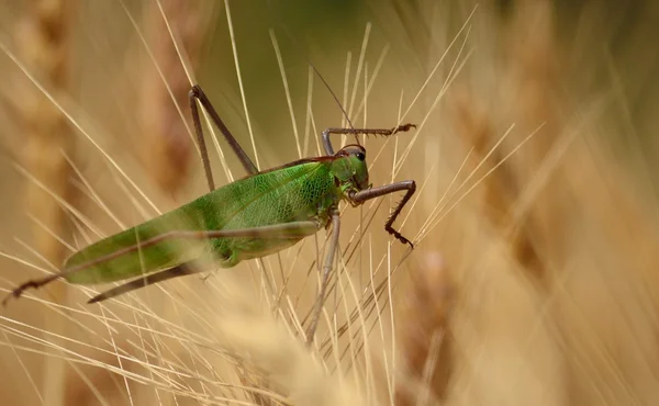 Large green grasshopper — Stock Photo, Image