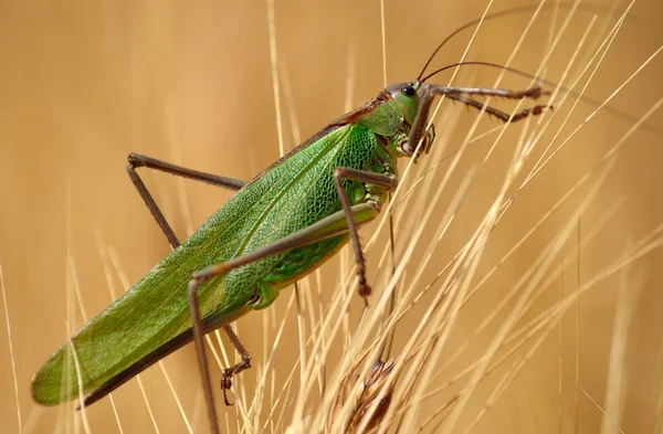 Stor grön gräshoppa — Stockfoto