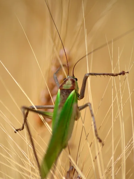 Stor grön gräshoppa — Stockfoto