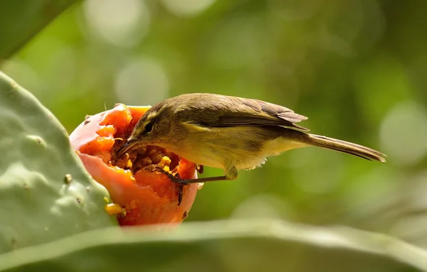 Chiffchaff comer dentro de pêra espinhosa — Fotografia de Stock