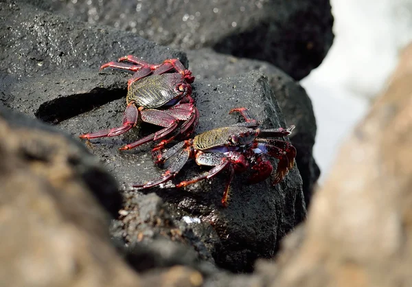 Red crab of Canary islands — Stock Photo, Image