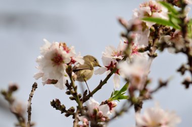 Badem ağacı çıvgın kuş