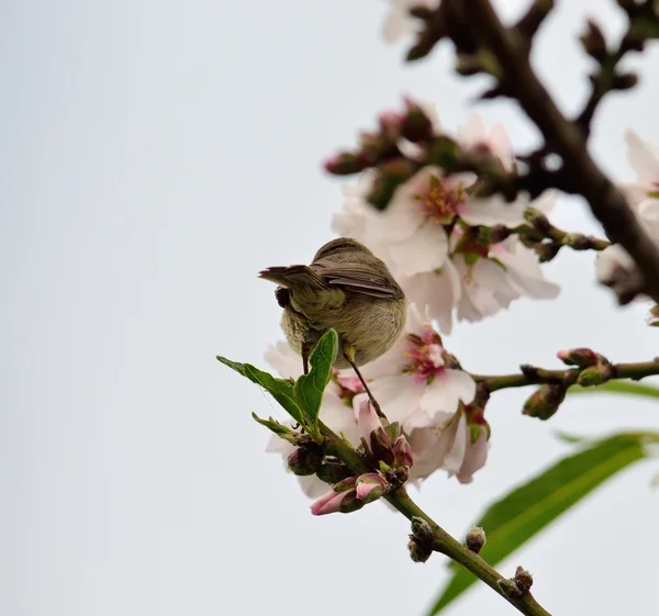 Chiffon oiseau sur amandier — Photo