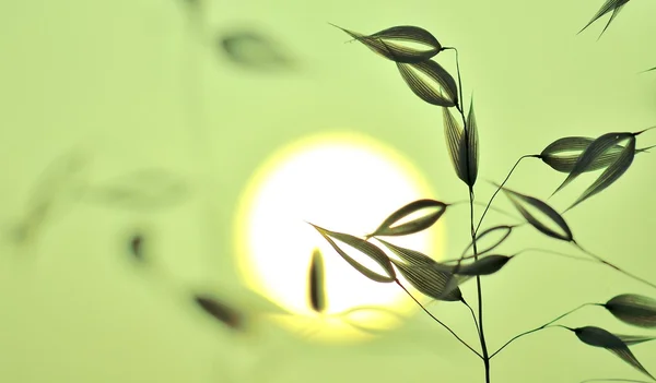 Овсяные растения на рассвете — стоковое фото