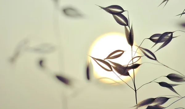 Овсяные растения на рассвете — стоковое фото