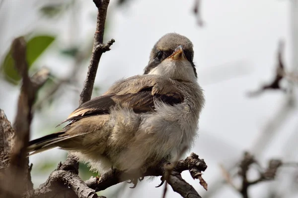 Young gray shrike — Stock Photo, Image