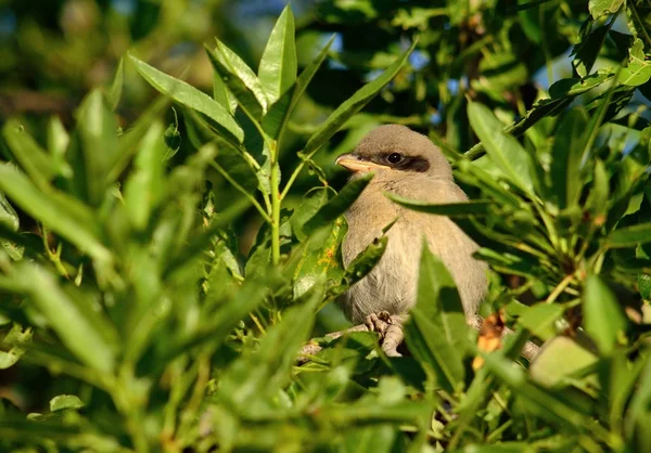 Gray shrike na drzewo migdałowe — Zdjęcie stockowe