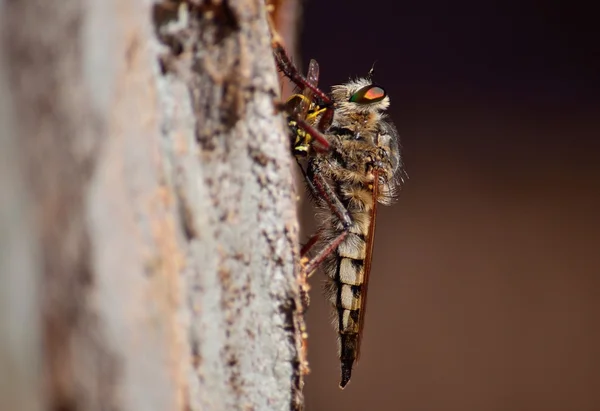 Ladrón volar con avispa bajo sus garras — Foto de Stock