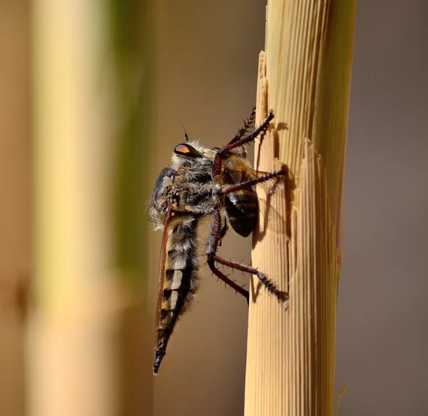 Ladrón volar con abeja bajo sus garras — Foto de Stock