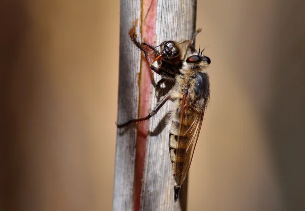 Ladrón volar con abeja bajo sus garras — Foto de Stock